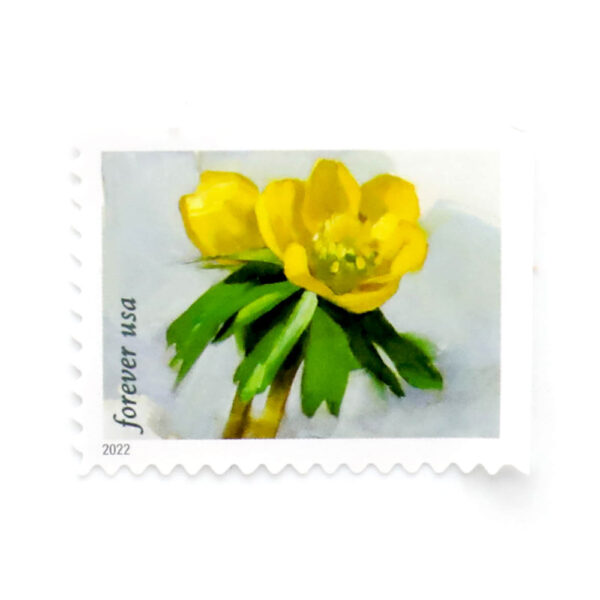 2022 First-Class Forever Stamp （forever stamp ） – Snowy Beauty： Winter Aconite