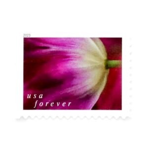 2023 US First-Class Forever Stamps – Tulip Blossoms booklet